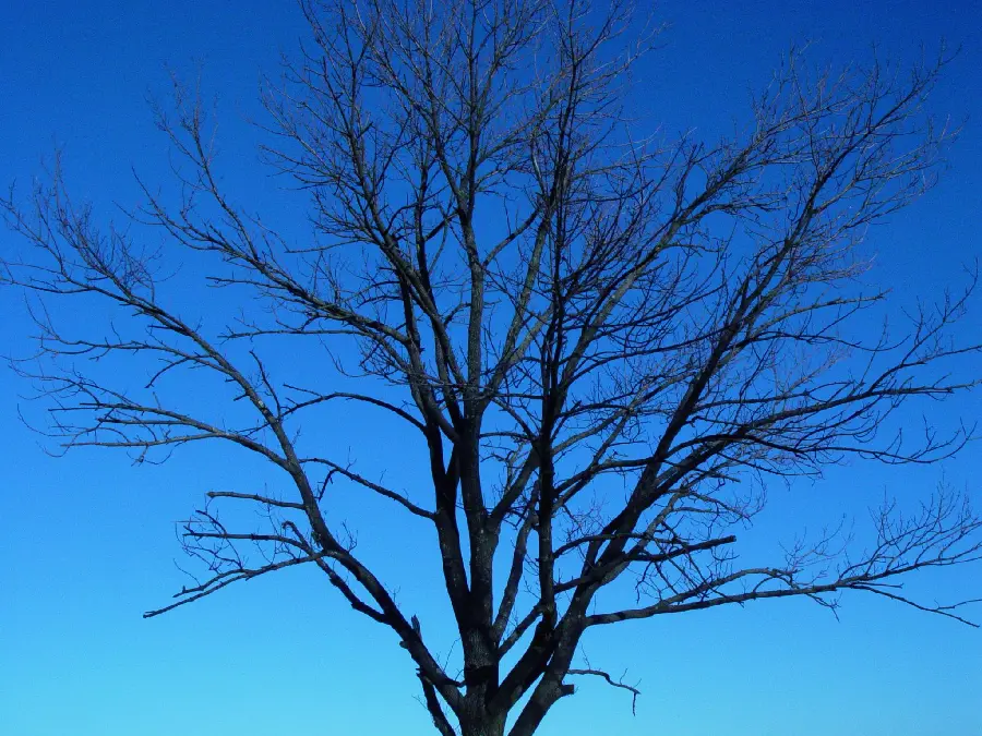 عکس درخت خشکیده در طبیعت با آرامش