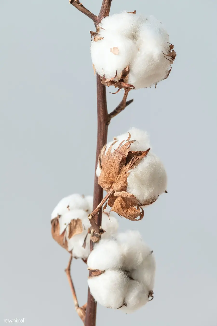 والپیپر شاخه گل پنبه طبیعی سفید با کیفیت بالا مناسب برای دانلود