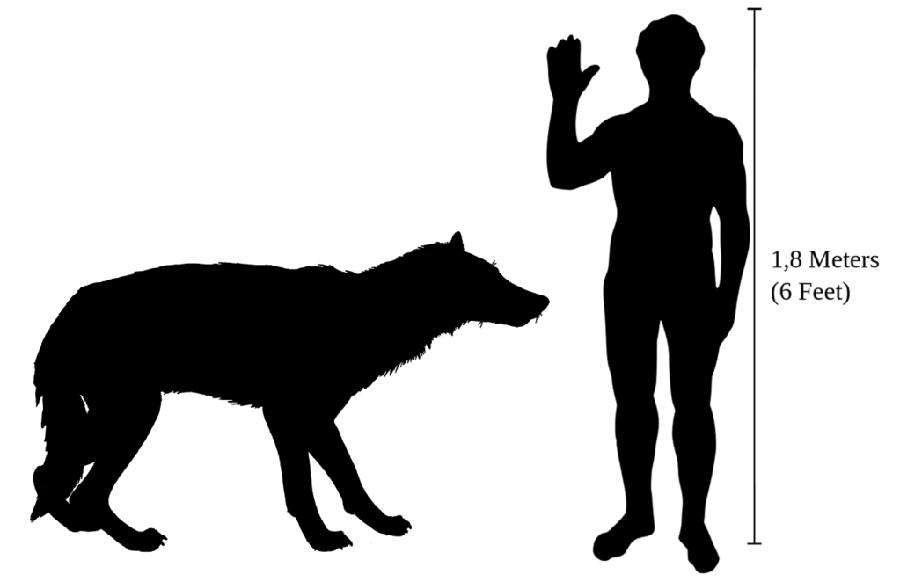 عکس استوک نقاشی ساده گرگ در مقابل انسان png