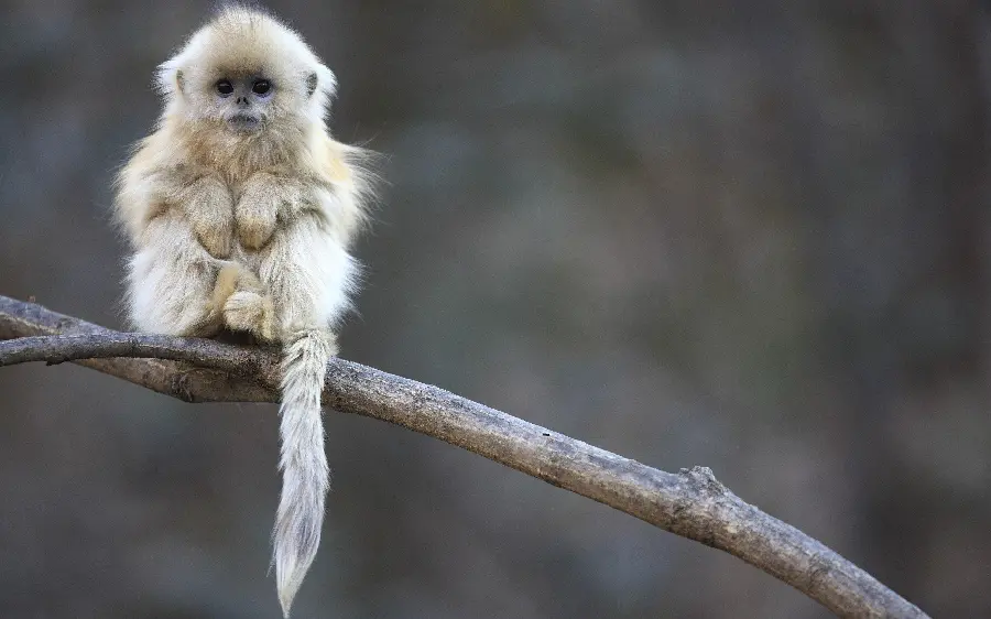 عکس بچه میمون بر روی شاخه درخت