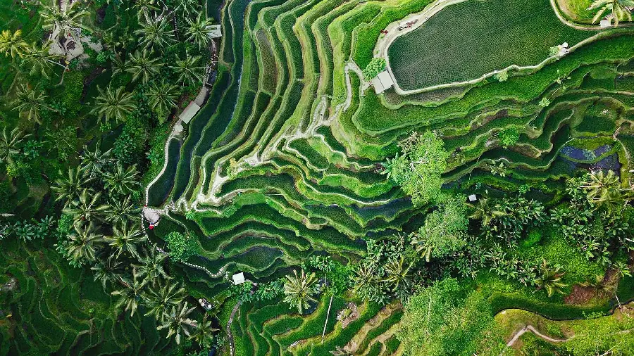 دانلود والپیپر سبز از شالیزارهای برنج در بالی اندونزی