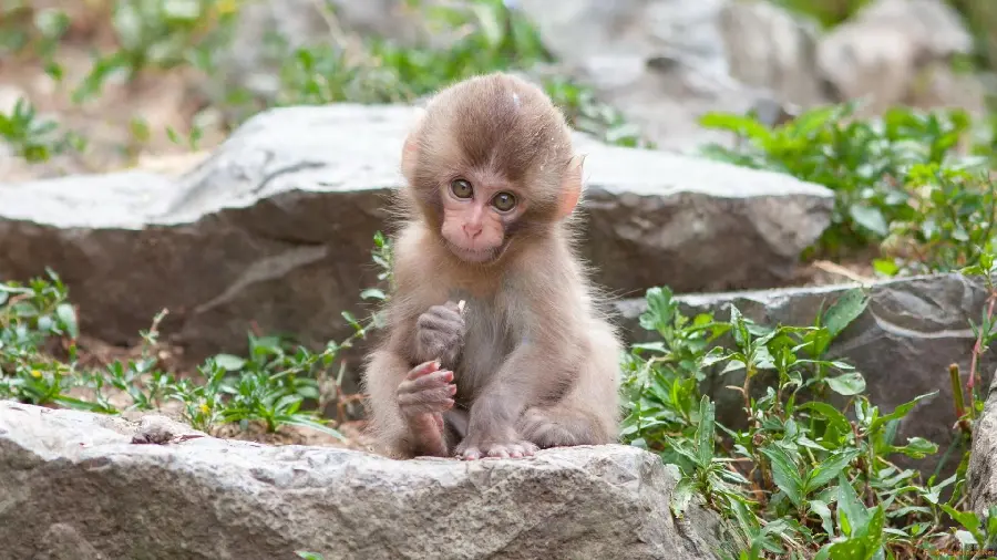 عکس زمینه بچه میمون خوشکل و کیوت
