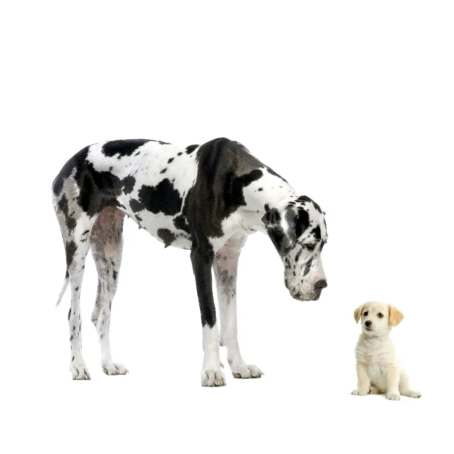 عکس آتلیه ای سگ بزرگ و کوچک