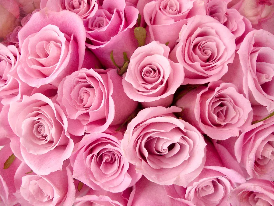 عکس گل های رز عاشقانه و دخترانه خوش رنگ