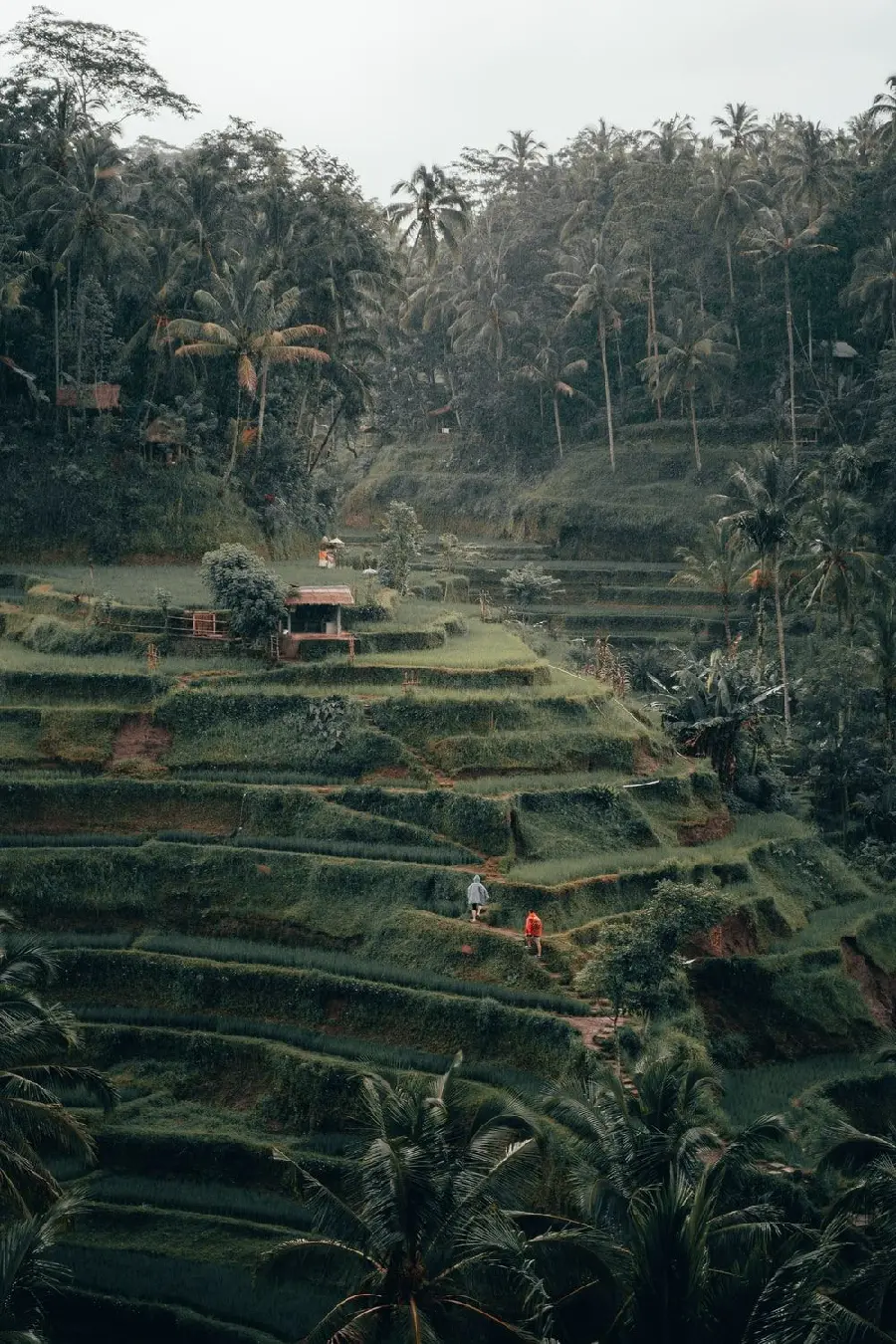 بک گراند سبز پوشش گیاهی در طبیعت استوایی بالی اندونزی