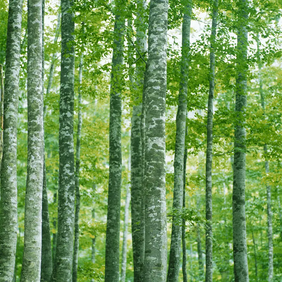 عکس پس زمینه تابستانی برای پروفایل
