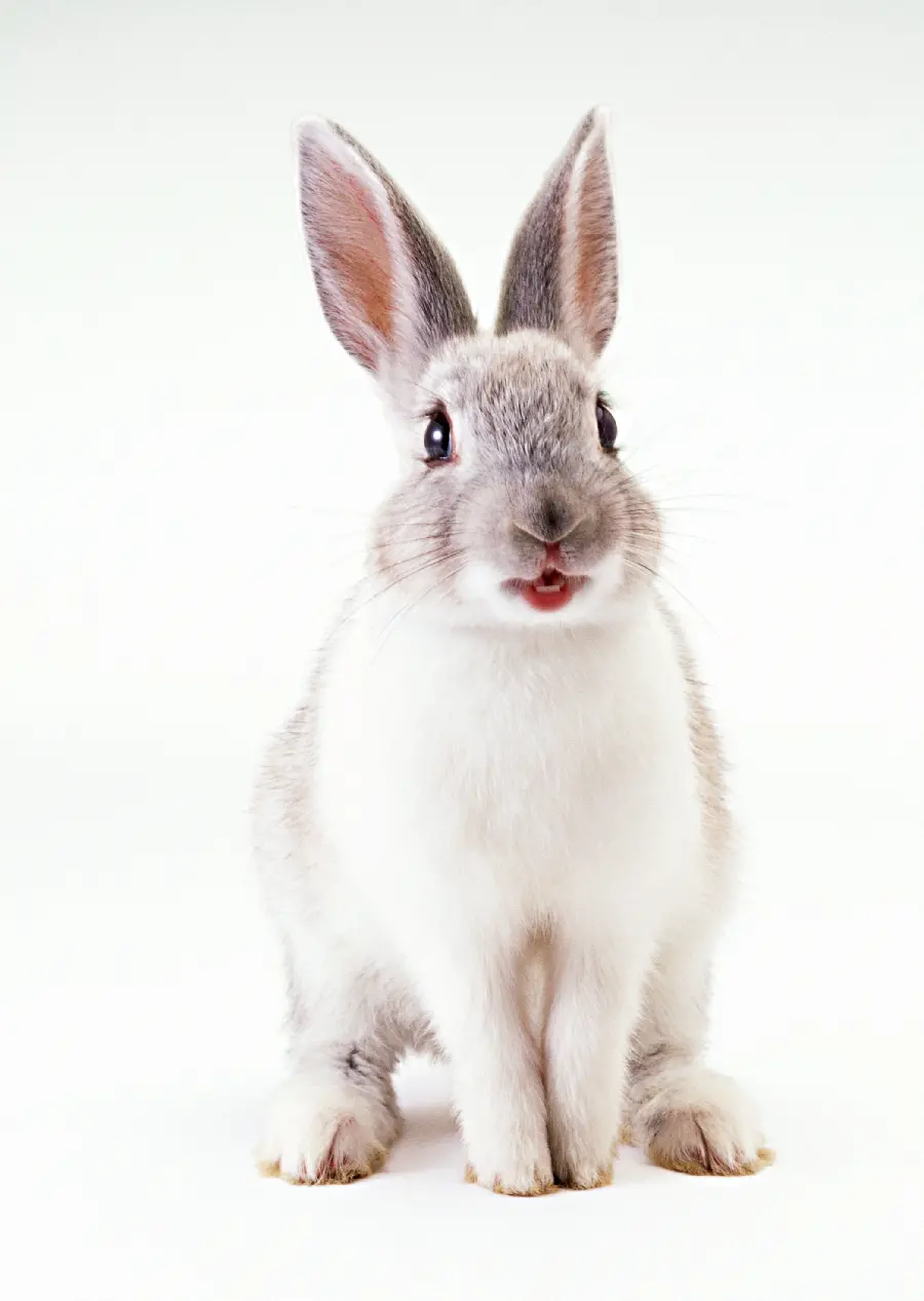 عکس خرگوش با کیفیت بالا در آتلیه