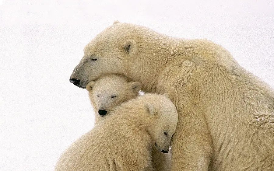 تصویر زمینه خانواده خرس‌های قطبی سفید کیوت برای لپ تاپ دانلود رایگان