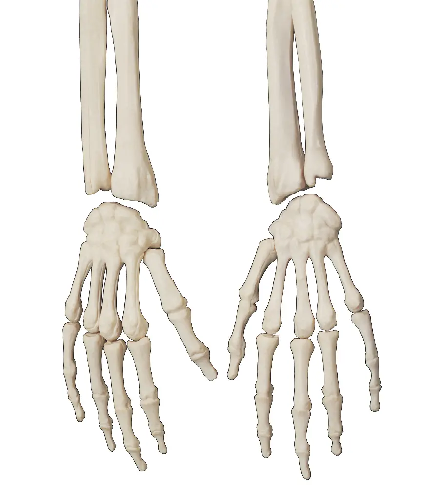 عکس مولاژ استخوان‌ بندی دست های انسان