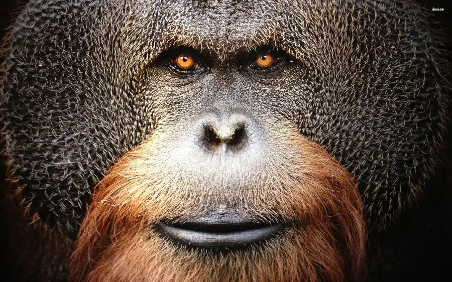 دانلود عکس اورانگوتان از چهره hd
