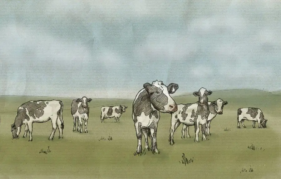 نقاشی گاوهای سیاه سفید شیرده