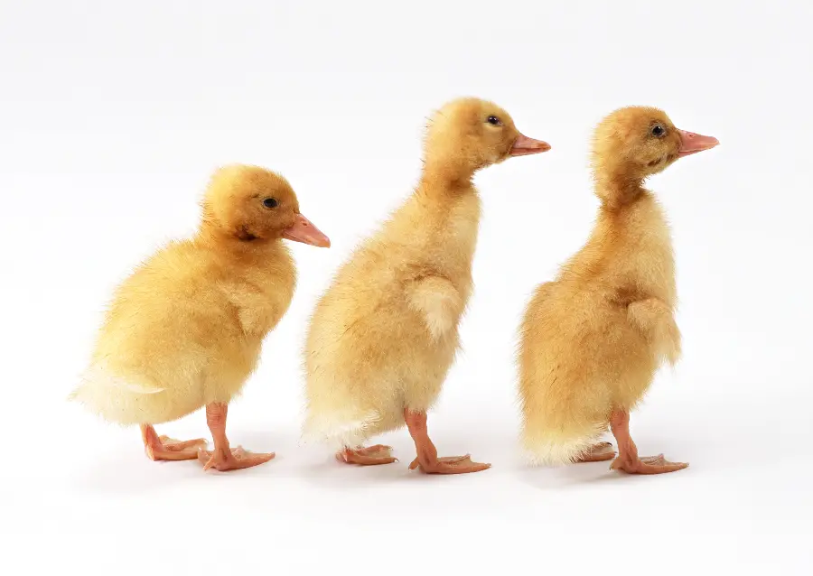 عکس آتلیه ای سه تا بچه اردک