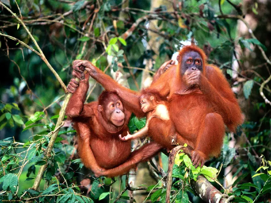 دانلود عکس با کیفیت بالا از خانواده اورانگوتان در طبیعت با کیفیت 4k