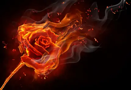 عکس گل آتش گرفته برای پروفایل