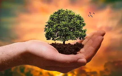 عکس فانتزی درخت در دست برای تبریک روز درختکاری