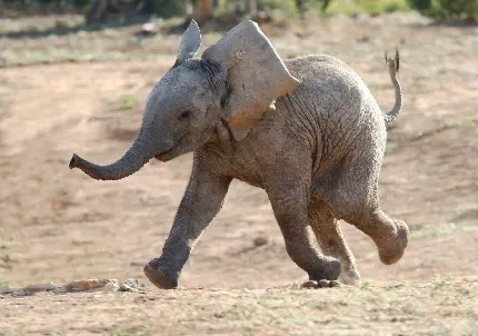 عکس بچه فیل در حال دویدن بامزه