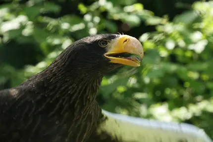 عکس عقاب در مستند حیات وحش