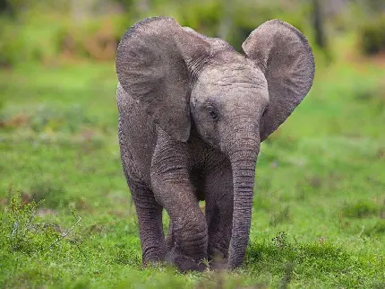 عکس بچه فیل ناز در طبیعت بکر واقعی