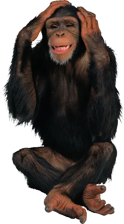 عکس شامپانزه واقعی بدون پس زمینه برای فتوشاپ