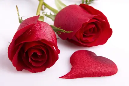 زیبایی با کیفیت و باورنکردنی ترین تصاویر از گل رز قرمز زیبا