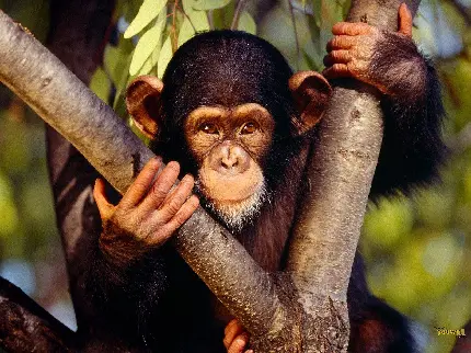 تصویر شامپانزه بازیگوش بالای درخت