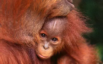 والپیپر بچه اورانگوتان در آغوش مادر با کیفیت بالا