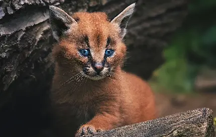 عکس سیاه گوش ایران