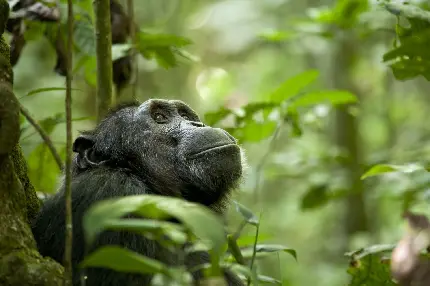 دانلود عکس با کیفیت بالا از شاپانزه در جنگل