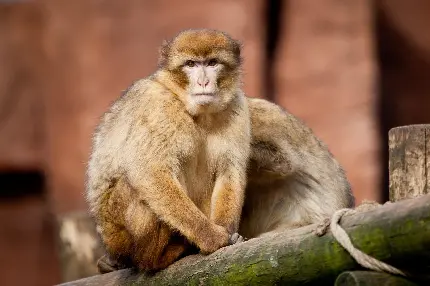 دانلود عکس 4k میمون خوشگل
