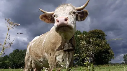 عکس پروفایل گاو شاخدار با زنگوله