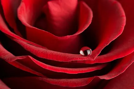 عکس استوک گل رز قرمز