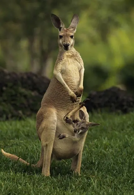 حیوانات استرالیا کانگرو با بچه در کیسه