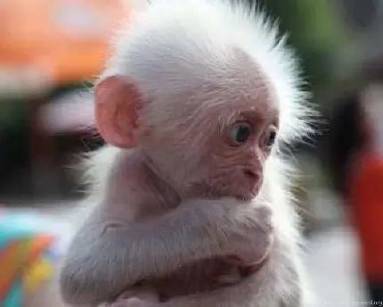 عکس بچه میمون دختر