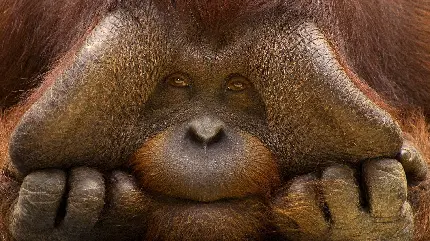 دانلود عکس چهره اورانگوتان از نزدیک برای پروفایل با کیفیت بالا