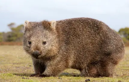حیوانات استرالیایی در طبیعت بکر