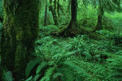 جنگل زیبا در دنیای طبیعی