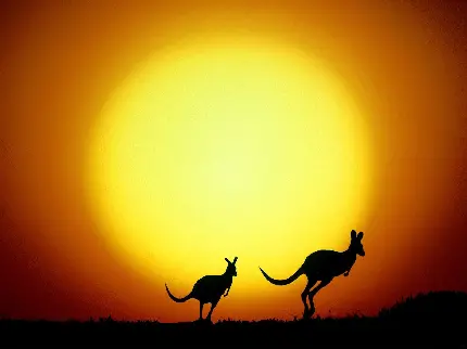 حیوانات استرالیا کانگرو در حال پرش و راه رفتن