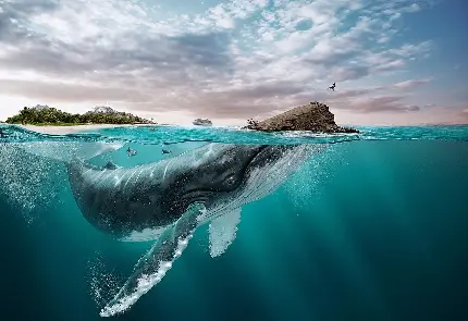 عکس تصویر زمینه نهنگ سورئال زیر آب