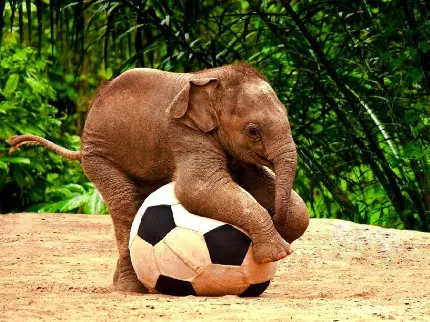 تصویر بامزه و خنده‌دار از بچه فیل در حال بازی با توپ