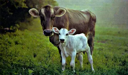 عکس کیوت و بامزه از گاو و گوساله