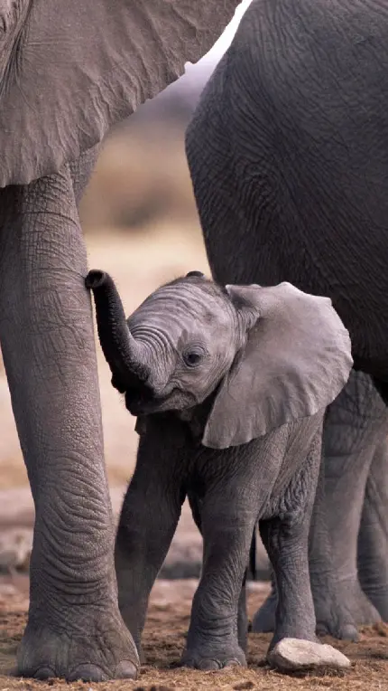 دانلود تصویر بچه فیل کیوت و بامزه کوچولو واقعی