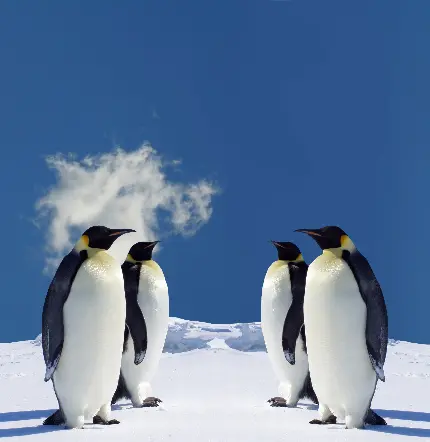 عکس حیوان پنگوئن و حیوانات قطب جنوب