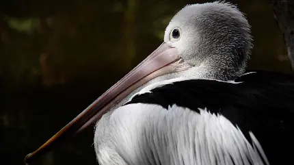 دانلود تصاویر پرندگان بومی استرالیا