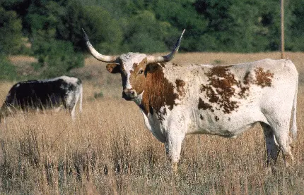 عکس حیوان گاو با شاخ ها دراز و حیوانات شیر ده