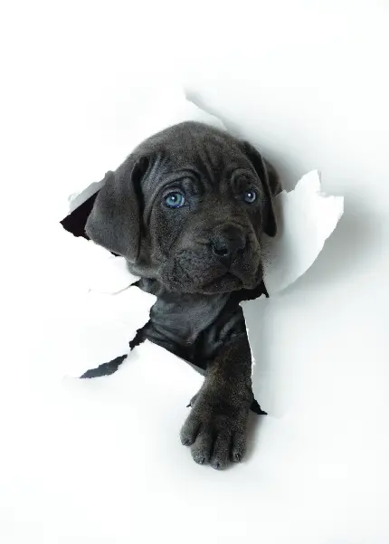 عکس سگ با چشم های آبی و زیبا