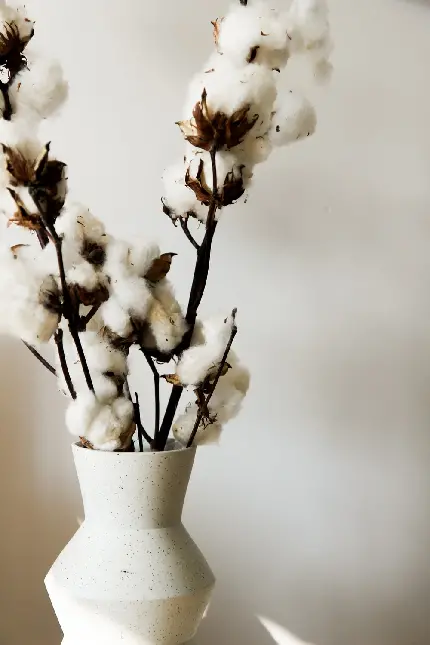 استفاده از گل پنبه طبیعی در دکوراسیون و گلدان سفید طرح مینیمال و ساده