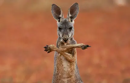 حیوانات استرالیا عکس پروفایل بامزه کانگرو