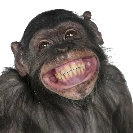 عکس پروفایل شاپانزه