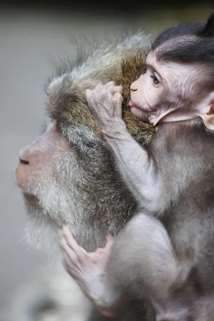 عکس از بچه میمون