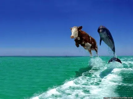 حیوان دیوانه خنده دار گاو در حال شنا کنار دلفین
